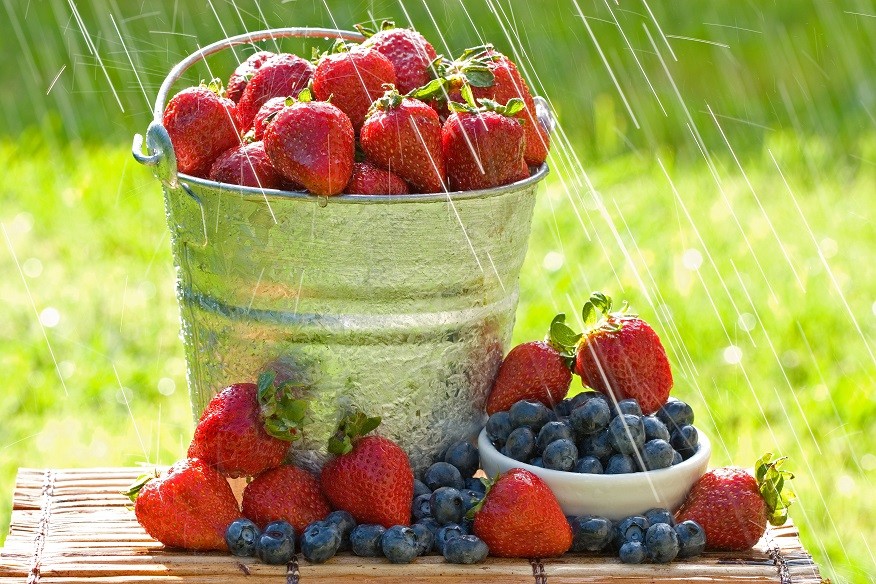 A bucket of fresh strawberries and blueberries in the morning rain get wet with dew