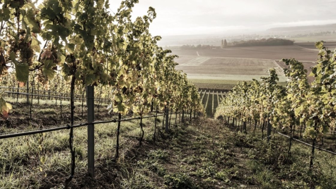 weingut-wagner-stempel-vingard Foto Pressbild